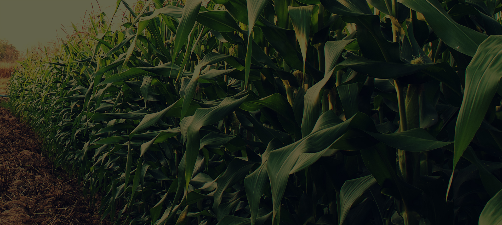 hedge corn price