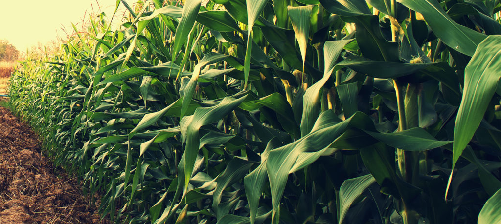 hedge corn prices